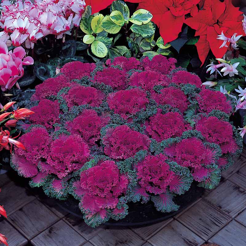 Ornamental Kale Home Garden Collection F1 Seed