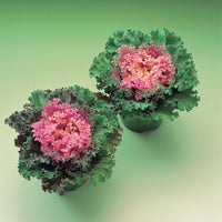 Ornamental Kale Home Garden Collection F1 Seed