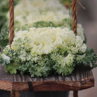 Ornamental Kale Home Garden Collection F1 Seed