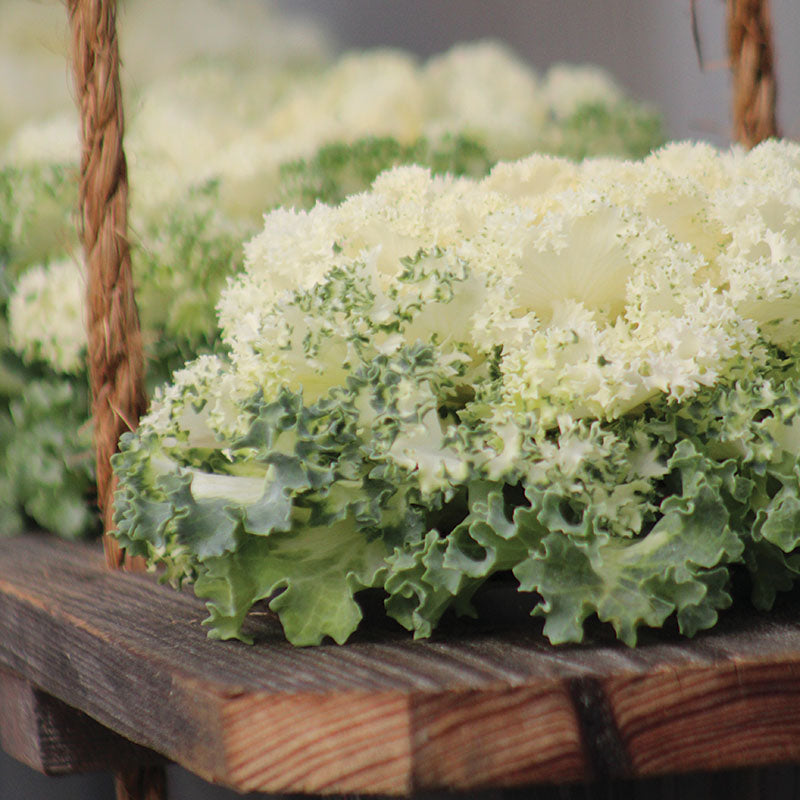 Ornamental Kale Home Garden Collection F1 Seed
