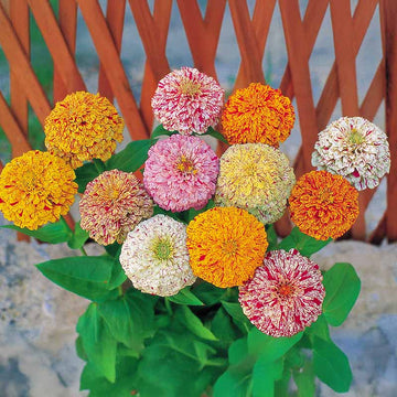 Zinnia Peppermint Stick Mix Seed