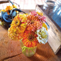 Zinnia Peppermint Stick Mix Seed