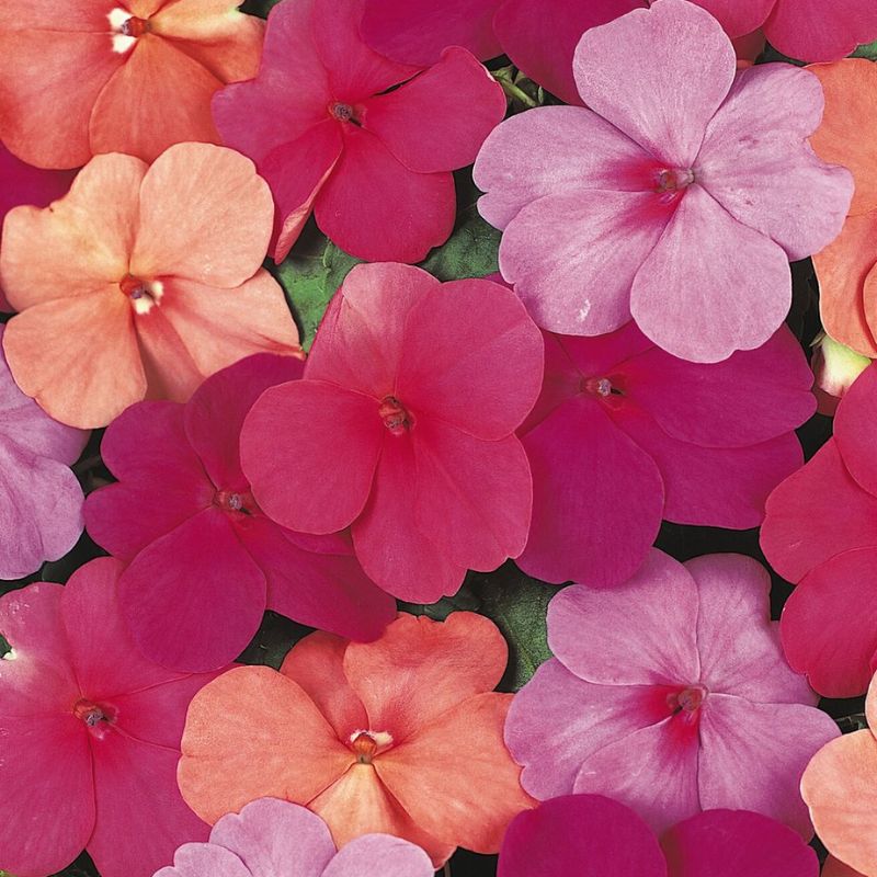 Impatiens Super Elfin Paradise Mix F1 Seed