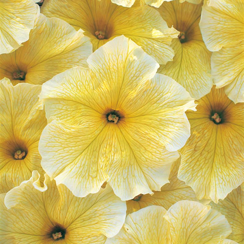 Petunia Prism Sunshine F1 Seed