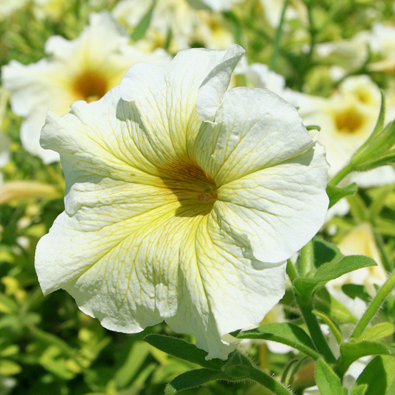 Petunia Prism Sunshine F1 Seed