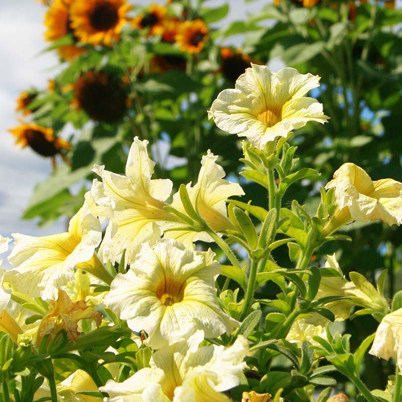 Petunia Prism Sunshine F1 Seed