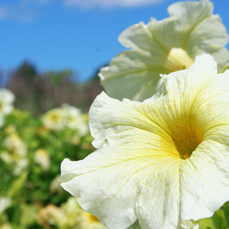 Petunia Prism Sunshine F1 Seed