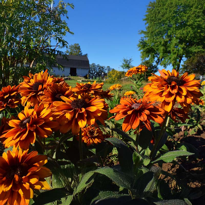 Rudbeckia Autumn Colors Seed