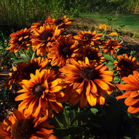 Rudbeckia Autumn Colors Seed