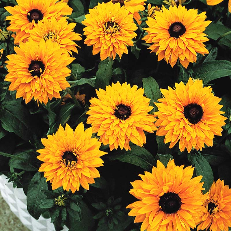 Rudbeckia Goldilocks Organic Seed