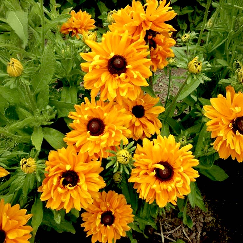 Rudbeckia Goldilocks Organic Seed