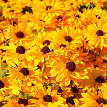 Rudbeckia Goldilocks Organic Seed