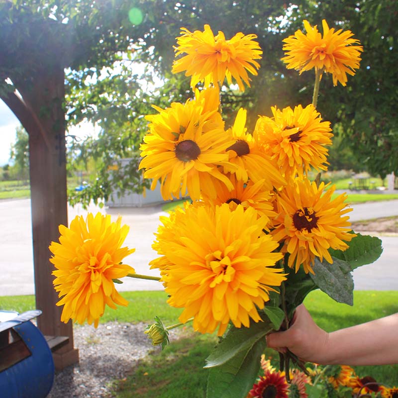 Rudbeckia Goldilocks Organic Seed