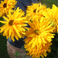 Rudbeckia Goldilocks Organic Seed