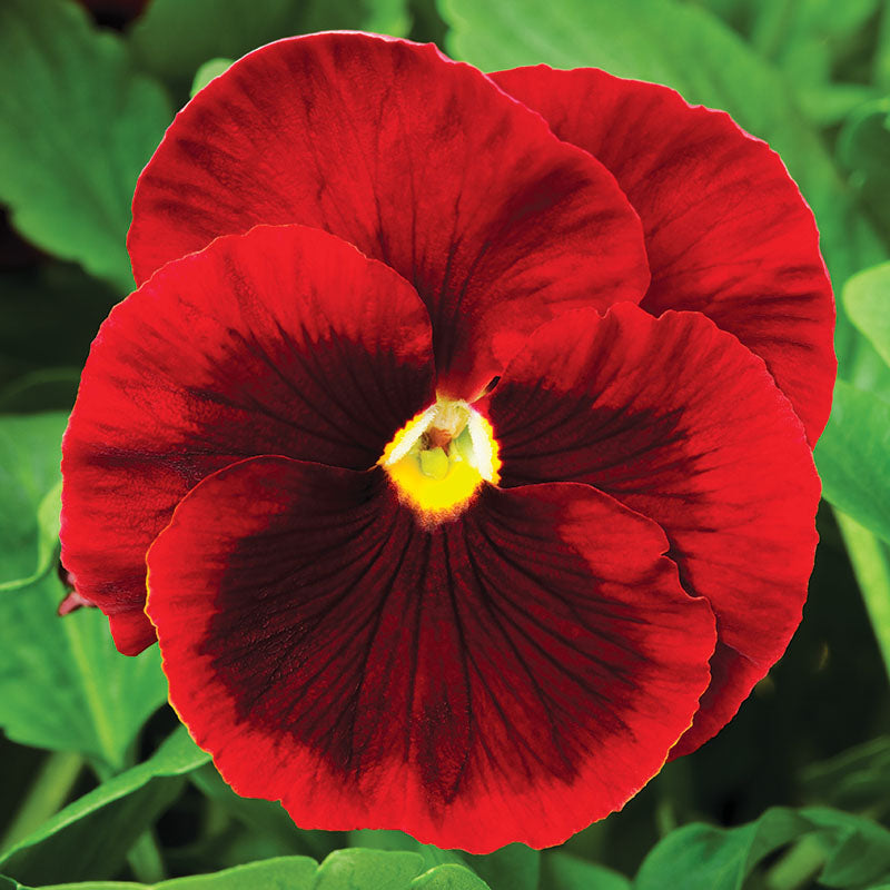 Pansy Delta Premium Red Blotch F1 Seed