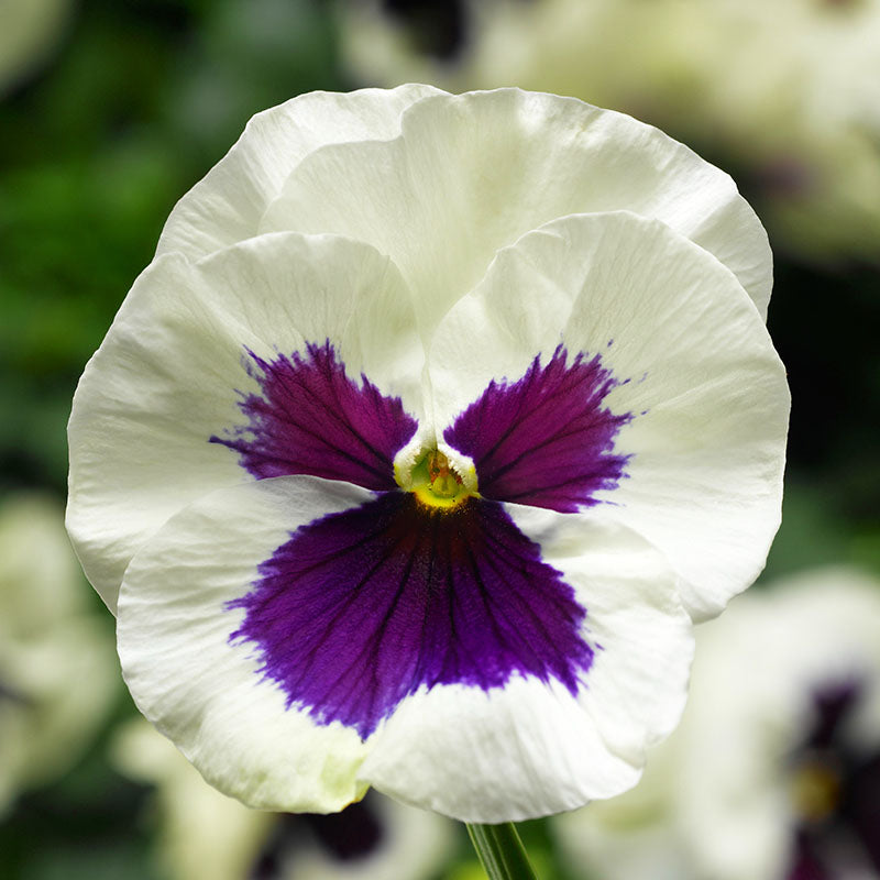 Pansy Delta White Blotch F1 Seed