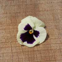 Pansy Delta White Blotch F1 Seed