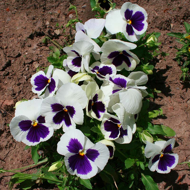 Pansy Delta White Blotch F1 Seed