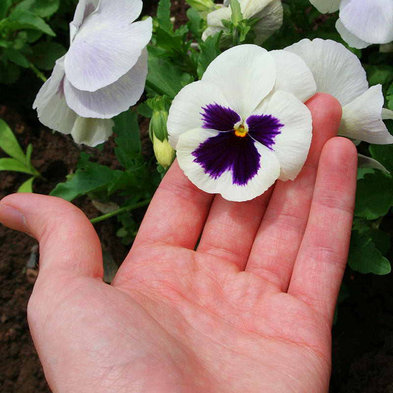 Pansy Delta White Blotch F1 Seed