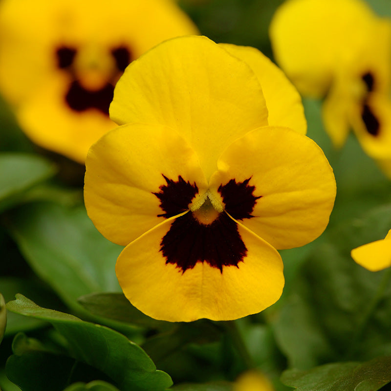 Pansy Delta Premium Yellow Blotch F1 Seed