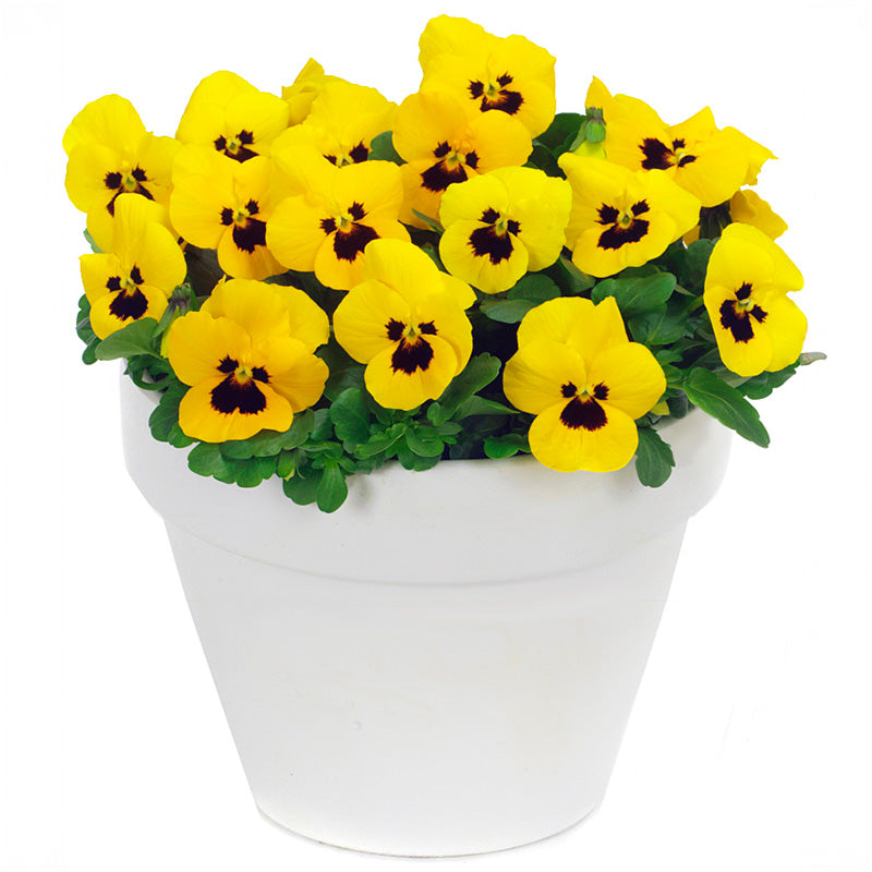 Pansy Delta Premium Yellow Blotch F1 Seed