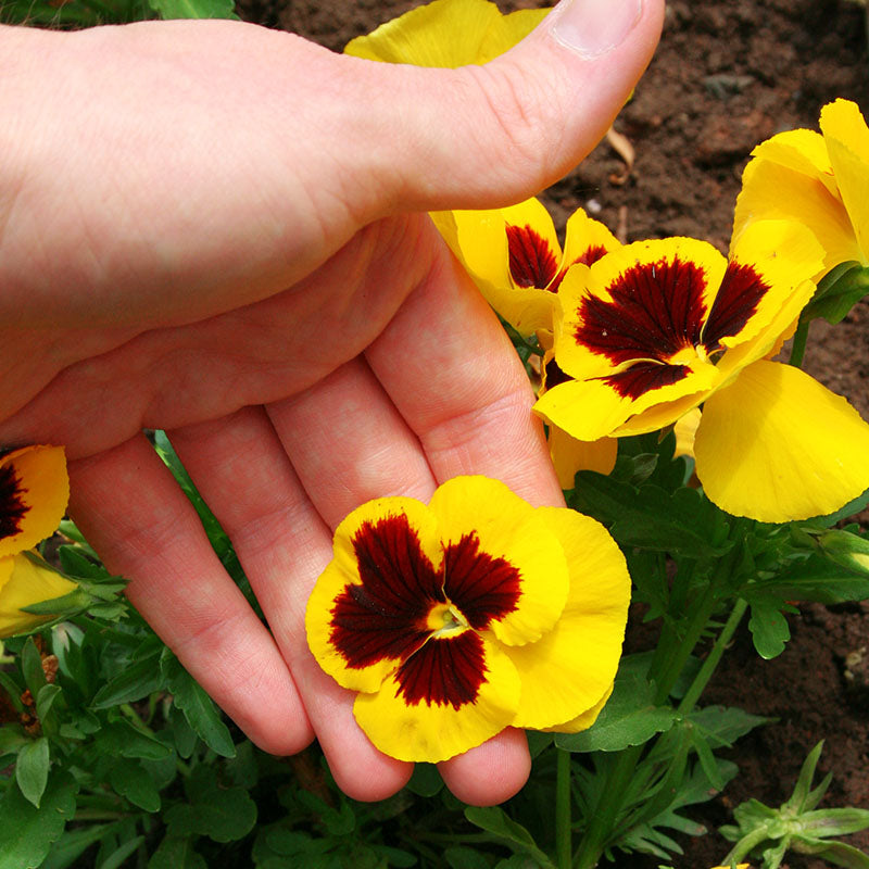 Pansy Delta Premium Yellow Blotch F1 Seed