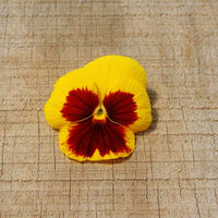 Pansy Delta Premium Yellow Blotch F1 Seed