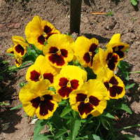 Pansy Delta Premium Yellow Blotch F1 Seed