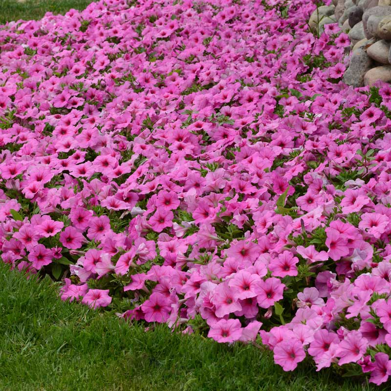 Petunia Easy Wave Pink F1 Seed