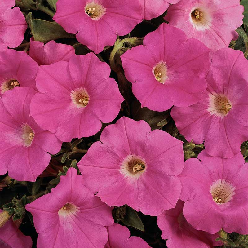 Petunia Easy Wave Pink F1 Seed