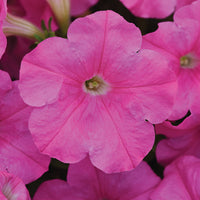 Petunia Easy Wave Pink F1 Seed