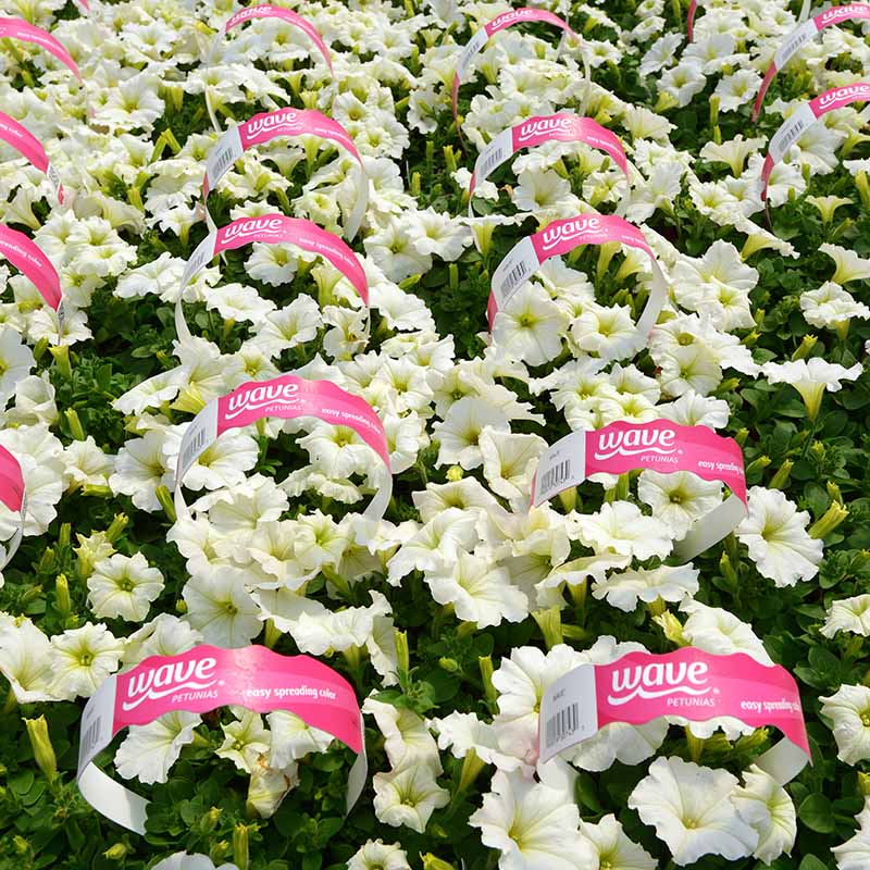 Petunia Easy Wave White F1 Seed