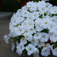 Petunia Easy Wave White F1 Seed