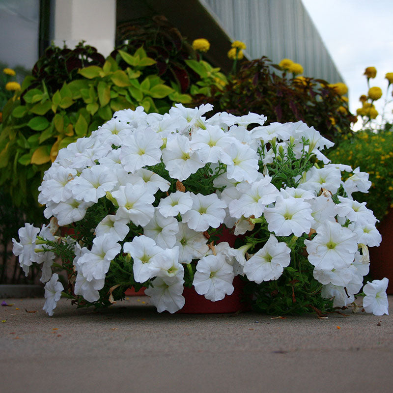 Petunia Easy Wave White F1 Seed