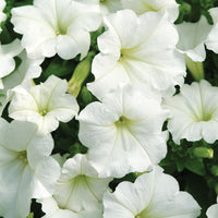 Petunia Easy Wave White F1 Seed