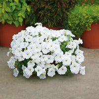 Petunia Easy Wave White F1 Seed