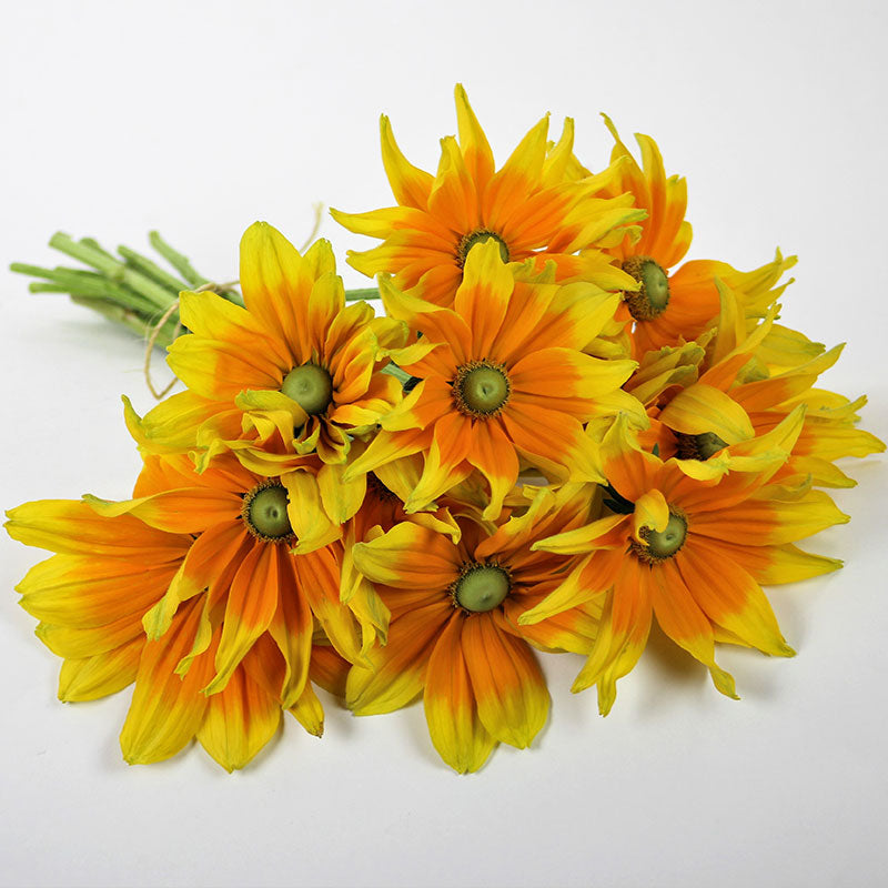 Rudbeckia Prairie Sun Seed