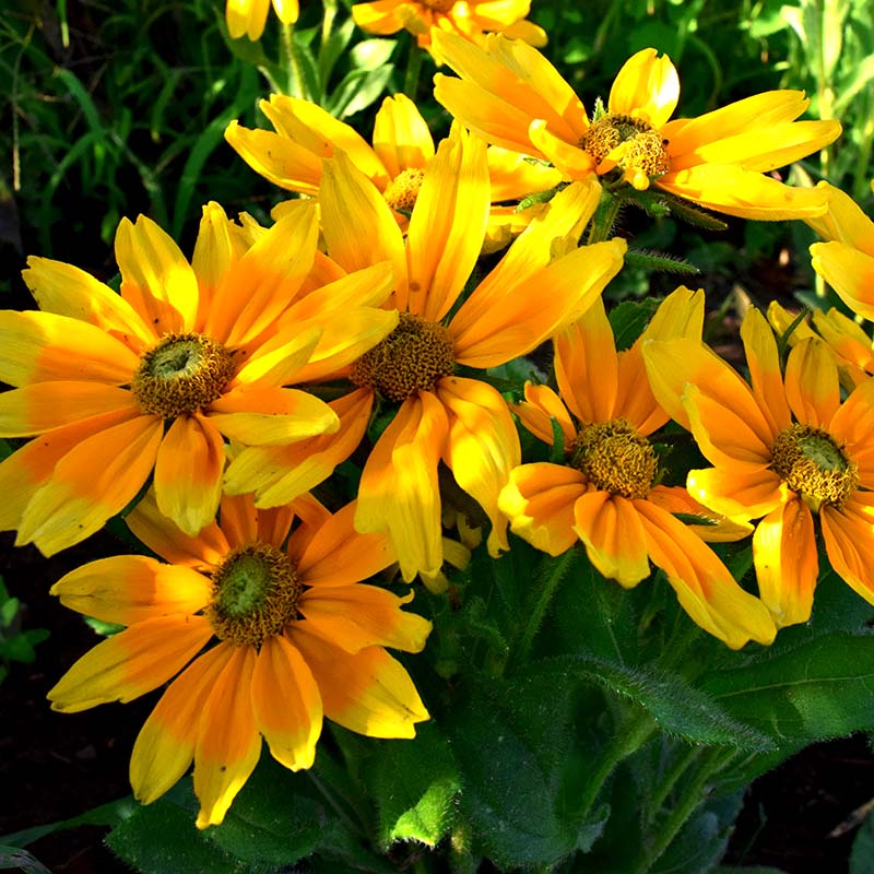 Rudbeckia Prairie Sun Seed