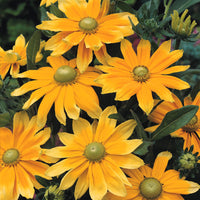 Rudbeckia Prairie Sun Seed