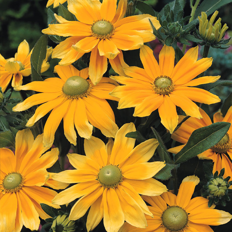 Rudbeckia Prairie Sun Seed