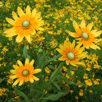 Rudbeckia Prairie Sun Seed