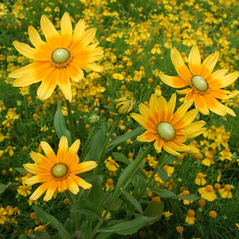 Rudbeckia Prairie Sun Seed