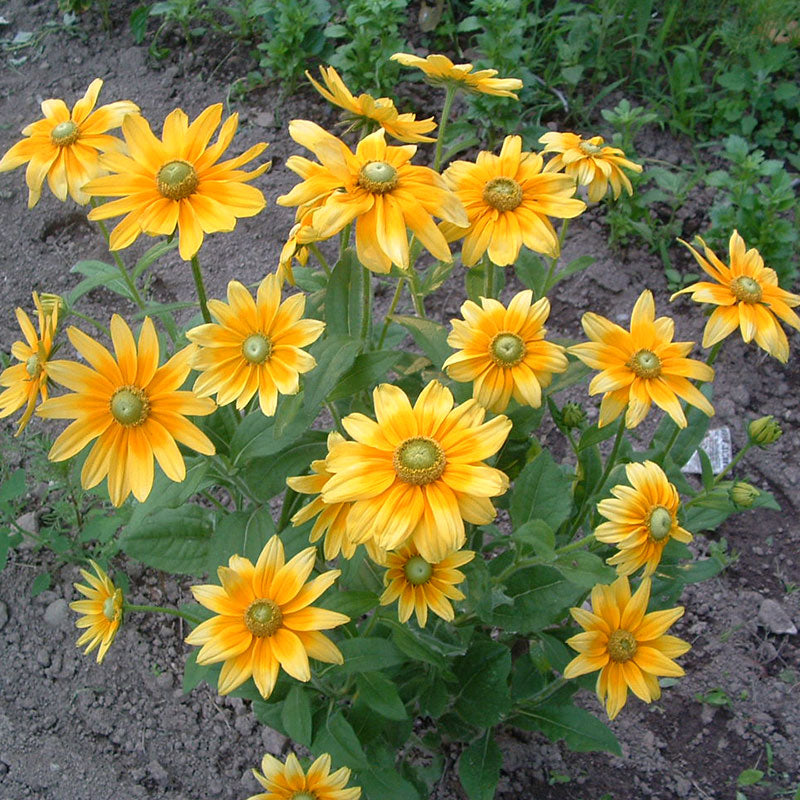 Rudbeckia Prairie Sun Seed