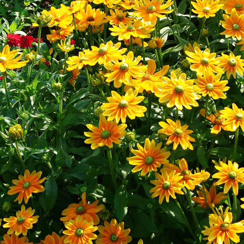 Rudbeckia Prairie Sun Seed