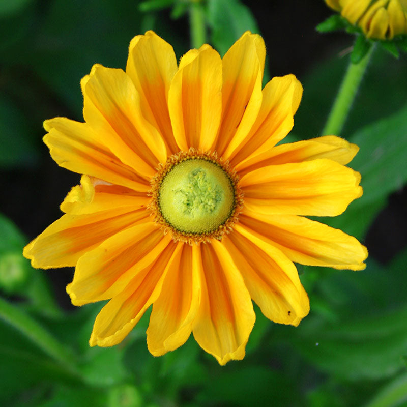 Rudbeckia Prairie Sun Seed