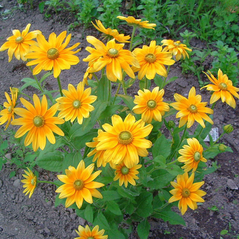 Rudbeckia Prairie Sun Seed