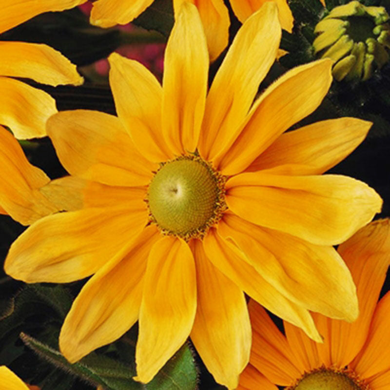 Rudbeckia Prairie Sun Seed