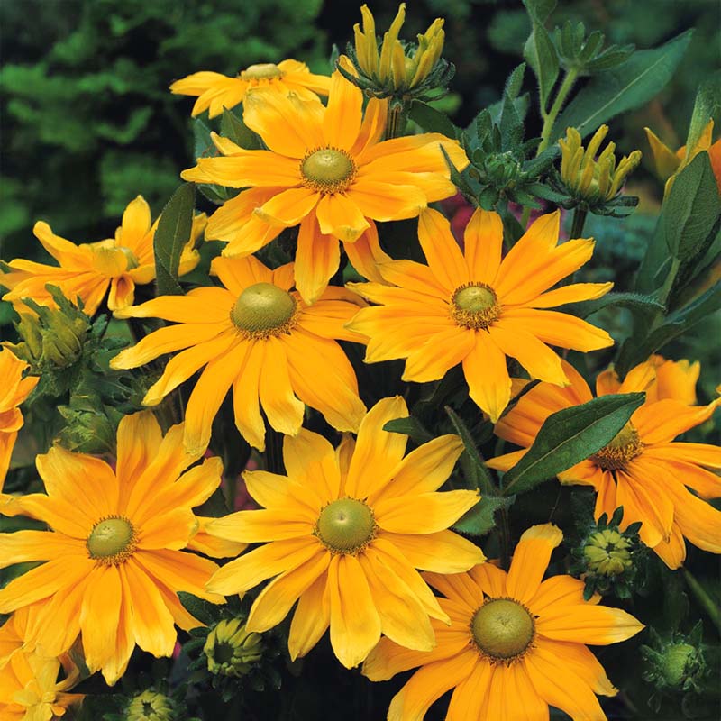 Rudbeckia Prairie Sun Seed