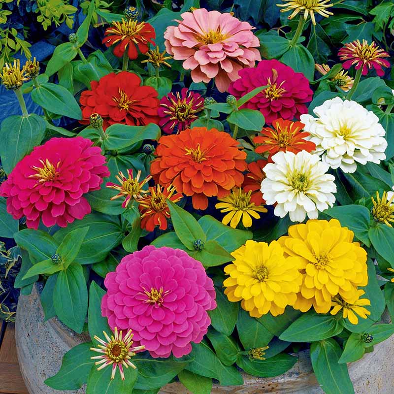 Zinnia Magellan Mix F1 Seed