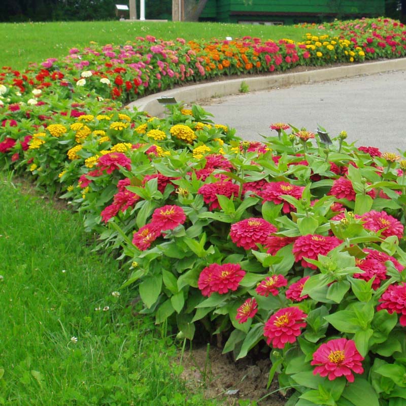 Zinnia Magellan Mix F1 Seed